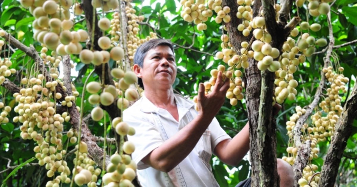From Local Market to Export Market: How TraceFruit Opens New Doors
